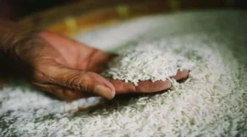 إعلان جديد.. نقيب الفلاحين يؤكد بدء زراعة الأرز البسمتي في مصر